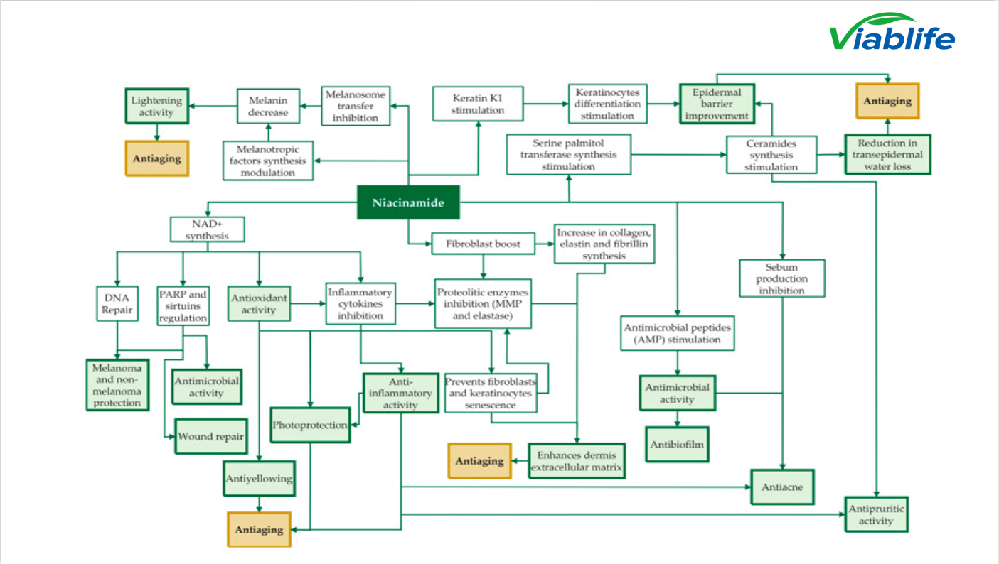 निकोटिनमाइड सीबम के मार्गों को प्रभावित करता है Nicotinamide influences sebum pathways